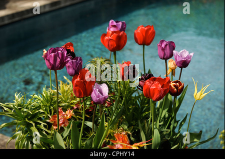 I tulipani in un recipiente mediante una funzione di acqua in un giardino Inglese UK Foto Stock