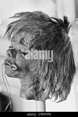 Una una testa rimpicciolita, 1930 Foto Stock