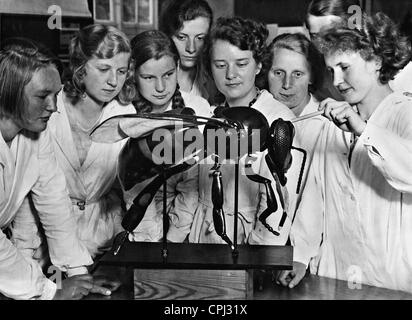 Agli studenti di studiare la costruzione di un ape, 1933 Foto Stock