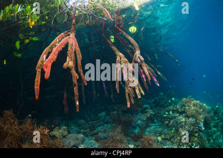 Acqua blu mangrove accanto alla barriera corallina. Raja Ampat, Papua occidentale, in Indonesia. Foto Stock