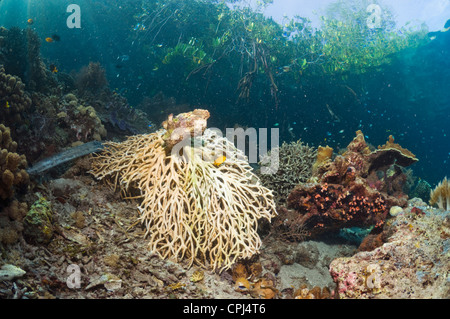 Una tabella coral è stata interrotta sulla barriera corallina sul bordo di una palude di mangrovie. Raja Ampat, Indonesia. Foto Stock