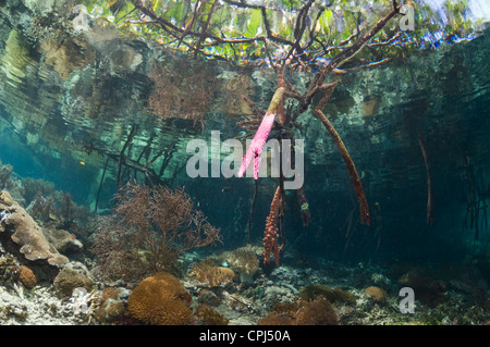 Acqua blu mangrove accanto alla barriera corallina. Raja Ampat, Papua occidentale, in Indonesia. Foto Stock