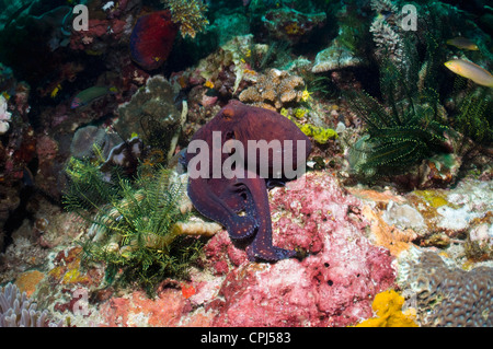 Giorno polpo (Octopus cyanea) caccia sulla barriera corallina con feahterstars. Parco Nazionale di Komodo, Indonesia. Foto Stock