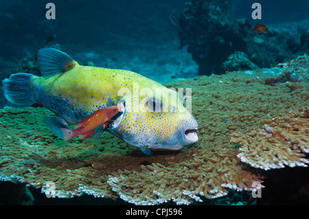 Star puffer (Arothron stellatus), essendo pulito da un bambino della Diana (hogfish Bodianus diana). Mare delle Andamane, Thailandia. Foto Stock