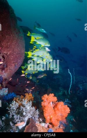 Giallo-nastro (sweetlips Plectorhinchus polytaenia) con coralli molli. Indonesia. Foto Stock