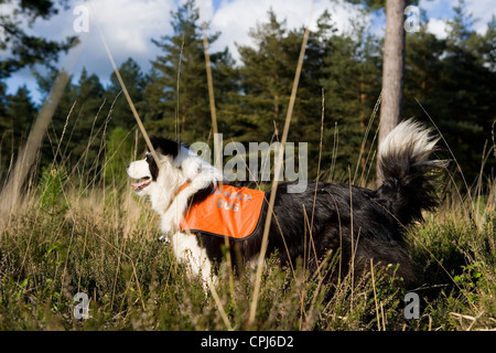 La ricerca e il salvataggio del cane adulto singolo lavorando in un campo REGNO UNITO Foto Stock