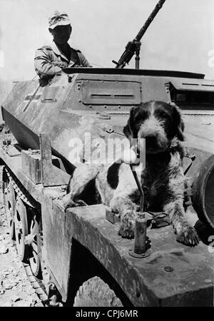 Corazzate tedesche trasporto di personale in Africa, 1942 Foto Stock