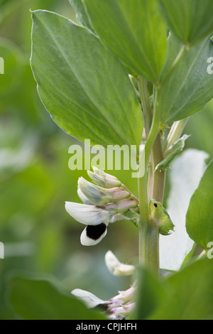 Vicia faba. Fava Witkiem Manita fiori in primavera Foto Stock