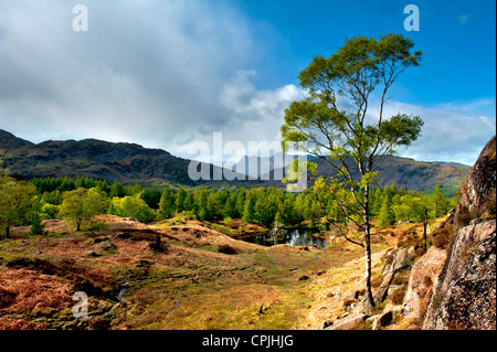 Una vista di The Langdale Pikes da Holme cadde in Cumbria Foto Stock