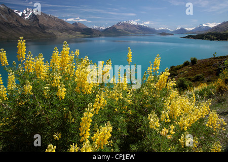 Lupini giallo sul lago Wakatipu tra Queentown e Glenorchy, Otago, Isola del Sud, Nuova Zelanda Foto Stock