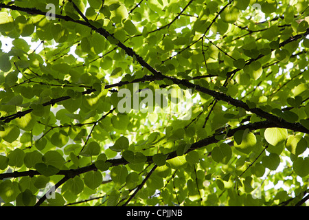 Katsura tree Cercidiphyllum japonicum albero giapponese a Washington Park Arboretum Seattle nello stato di Washington STATI UNITI D'AMERICA Foto Stock