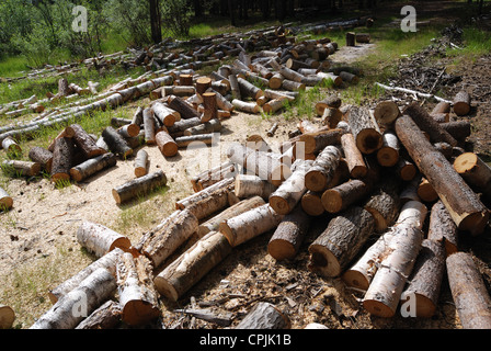 Scarti di legno della foresta Foto Stock