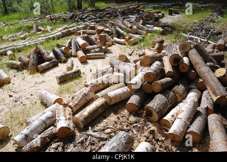 Scarti di legno della foresta Foto Stock