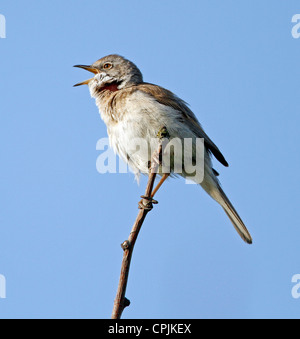 Common Whitethroat (Sylivia communis) Foto Stock