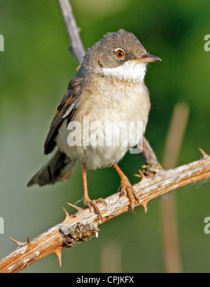 Bianco comune di gola, (Sylvia communis) Foto Stock