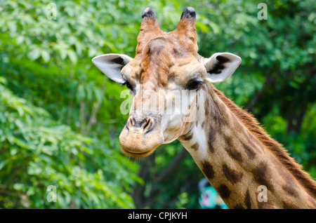 Immagine ravvicinata di ritratto testa giraffa Foto Stock