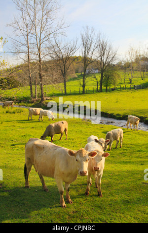 Bovini in agriturismo vicino a Middlebrook nella valle di Shenandoah, Virginia, Stati Uniti d'America Foto Stock