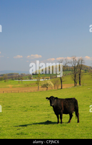 Bovini in agriturismo vicino a Middlebrook nella valle di Shenandoah, Virginia, Stati Uniti d'America Foto Stock