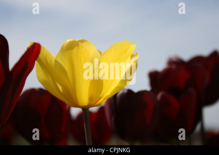 Un tulipano giallo in un campo circondato da tulipani rossi Foto Stock