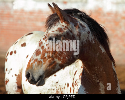 Chiazzato cavallo in fattoria. Cavallo Appaloosa Foto Stock