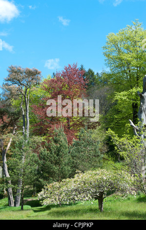 Vari alberi tra cui Prunus shogetsu, Giapponese ciliegia fioritura nei giardini di RHS Rosemoor. Grande Torrington, Devon Foto Stock