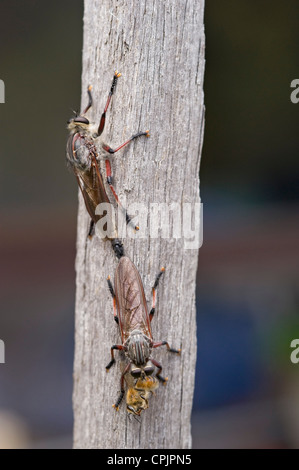 L'accoppiamento rapinatore vola su alimentazione bee Foto Stock