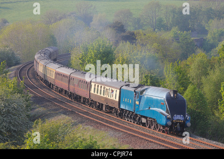 Le cattedrali Explorer, LNER Classe A4 4464 Tarabuso treno a vapore vicino a bassa Barone fattoria di legno Armathwaite Eden Valley, Cumbria Foto Stock