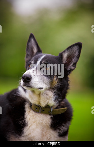 Border Collie Croce guardando a sinistra della videocamera Foto Stock