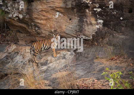 Un anno-vecchio tigre del Bengala cub sulle rocce vicino a Watering Hole in Bandhavgarh Riserva della Tigre, Madhya Pradesh, India Foto Stock