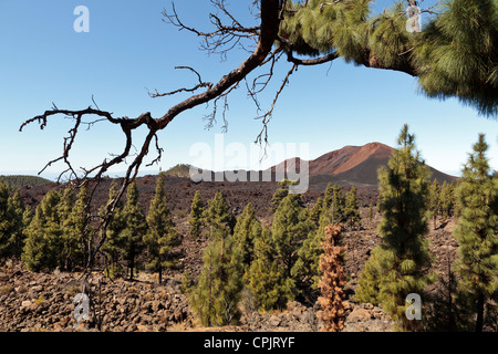 Percorso a piedi attraverso la foresta di pini su Tenerife, Isole Canarie, Spagna, Foto Stock