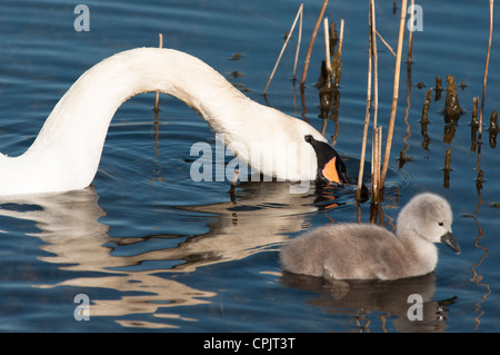 Baby Swan (cygnet) solo 2 giorni visto in Cambourne, Cambridgeshire. Regno Unito. Foto Stock