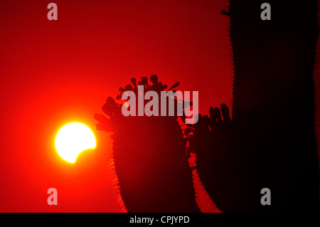 Un elemento anulare di eclissi solare in corso viene visto da Ironwood Forest National Monument vicino a Avra Valley, Arizona, Stati Uniti d'America Foto Stock