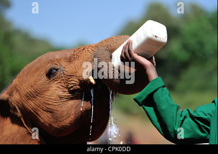 Bush africano Elefante africano (Loxodonta africana) allattamento al biberon di un orfano a Sheldrick l'Orfanotrofio degli Elefanti Foto Stock