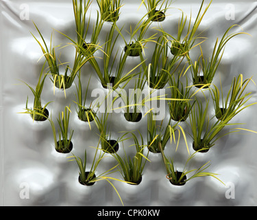 Acorus Ogon Rush giapponese Chelsea Flower Show Foto Stock