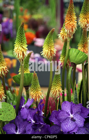 Interflora dispaly di Kniphofia e Lotus baccelli, Chelsea Flower Show grande Pavilion 2012 Foto Stock