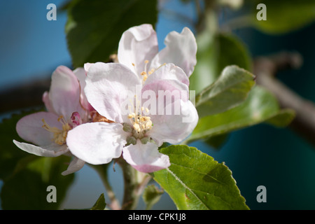Apple Blossom Cox orange pippin estate la luce del mattino Foto Stock