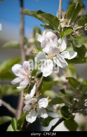 Apple Blossom Cox orange pippin presi in giardino locale estate la luce del mattino Foto Stock