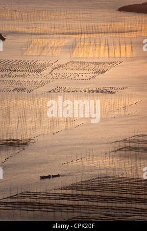 La pesca in barca a vela attraverso canne di bambù nella fattoria di alghe marine di sunrise, il Mar della Cina orientale, Xiapu, Fujian, Cina Foto Stock