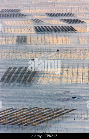 La pesca in barca a vela attraverso canne di bambù nella fattoria di alghe marine di sunrise, il Mar della Cina orientale, Xiapu, Fujian, Cina Foto Stock