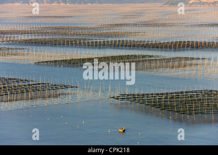 Canne di bambù nella fattoria di alghe marine di sunrise, il Mar della Cina orientale, Xiapu, Fujian, Cina Foto Stock