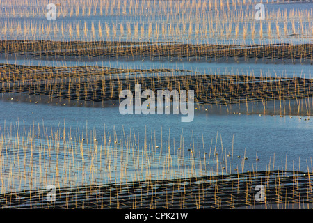 Canne di bambù nella fattoria di alghe marine di sunrise, il Mar della Cina orientale, Xiapu, Fujian, Cina Foto Stock