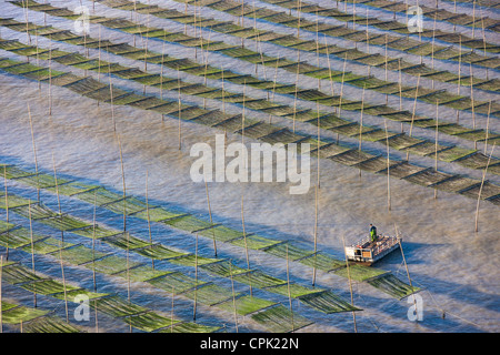 La pesca in barca a vela attraverso canne di bambù nella fattoria di alghe marine di sunrise, il Mar della Cina orientale, Xiapu, Fujian, Cina Foto Stock