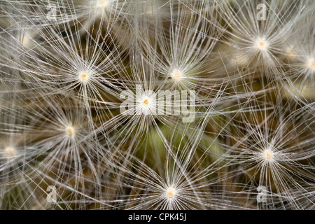 Un dente di Leone Foto Stock