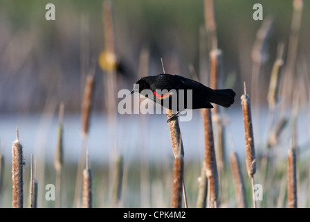 Red Winged Blackbird close up Foto Stock