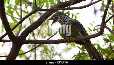 Asian koel femmina per la struttura ad albero Foto Stock