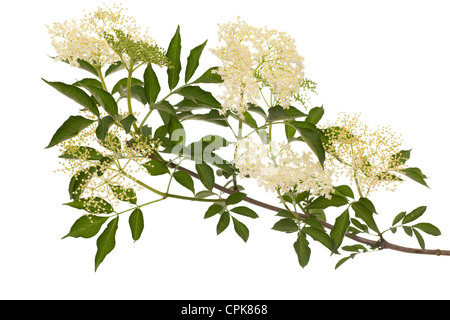 Ramo di lilla nero (Sambucus nigra) su sfondo bianco Foto Stock