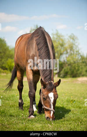 Il pascolo cavalli al pascolo Foto Stock