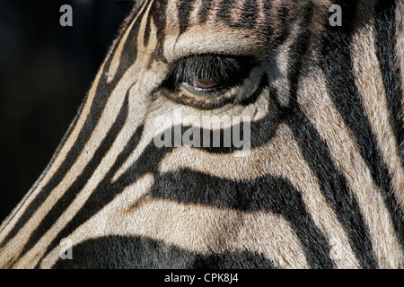 Close-up di un occhio di un pianure (Burchell) Zebra (Equus quagga), Sud Africa Foto Stock