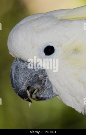 Un pappagallo Cacatua in Sud Africa a uccelli di Eden Foto Stock