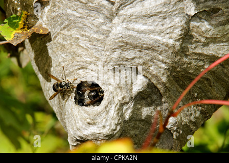 Bald-di fronte calabroni o vespe, Dolichovespula maculata, andando indietro nel loro nido di carta semi nascosti tra i rametti e foglie. Foto Stock